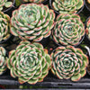 Echeveria Hook fairy