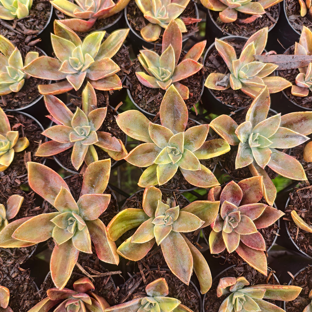 Graptoveria 'Fred Ives Variegata'