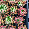 Echeveria agavoides 'Frank Reinelt'