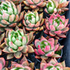 Echeveria agavoides 'Frank Reinelt'