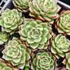 [PACK of 10 PLANTS] x Echeveria agavoides 'Fire Queen'