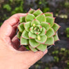 [PACK of 10 PLANTS] x Echeveria agavoides 'Fire Queen'