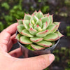 [PACK of 10 PLANTS] x Echeveria agavoides 'Fire Queen'