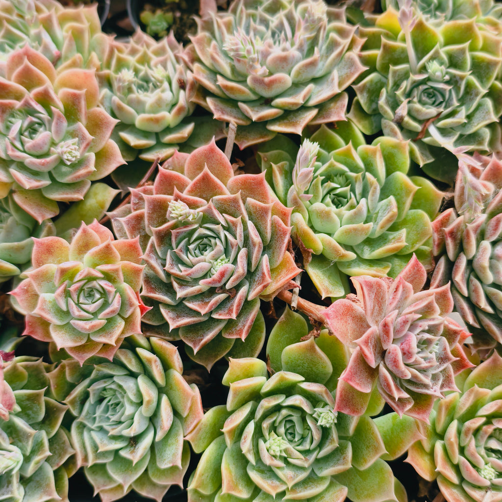 [PACK of 10 PLANTS] x Echeveria 'Hyalina's choice' (w/pup)