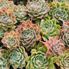 [PACK of 10 PLANTS] x Echeveria 'Hyalina's choice' (w/pup)