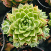 Echeveria 'Moon Queen'