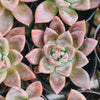 [PACK of 10 PLANTS] x Echeveria 'Another Time'