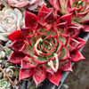 Echeveria Roca
