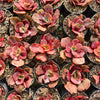[PACK of 10 PLANTS] x  Echeveria 'Red Phoenix' Variegated
