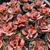 [PACK of 10 PLANTS] x  Echeveria 'Red Phoenix' Variegated