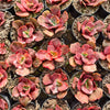 [PACK of 10 PLANTS] x  Echeveria 'Red Phoenix' Variegated