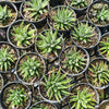 Haworthia 'BIG BAND'