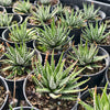 Haworthia 'BIG BAND'