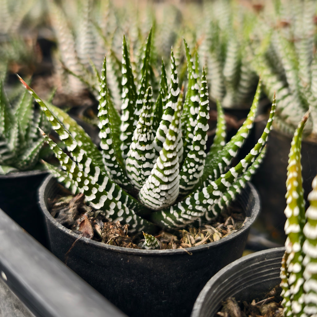 Haworthia 'BIG BAND'