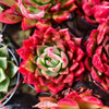 [PACK of 10 PLANTS] x Echeveria Hong-ye (KRF)