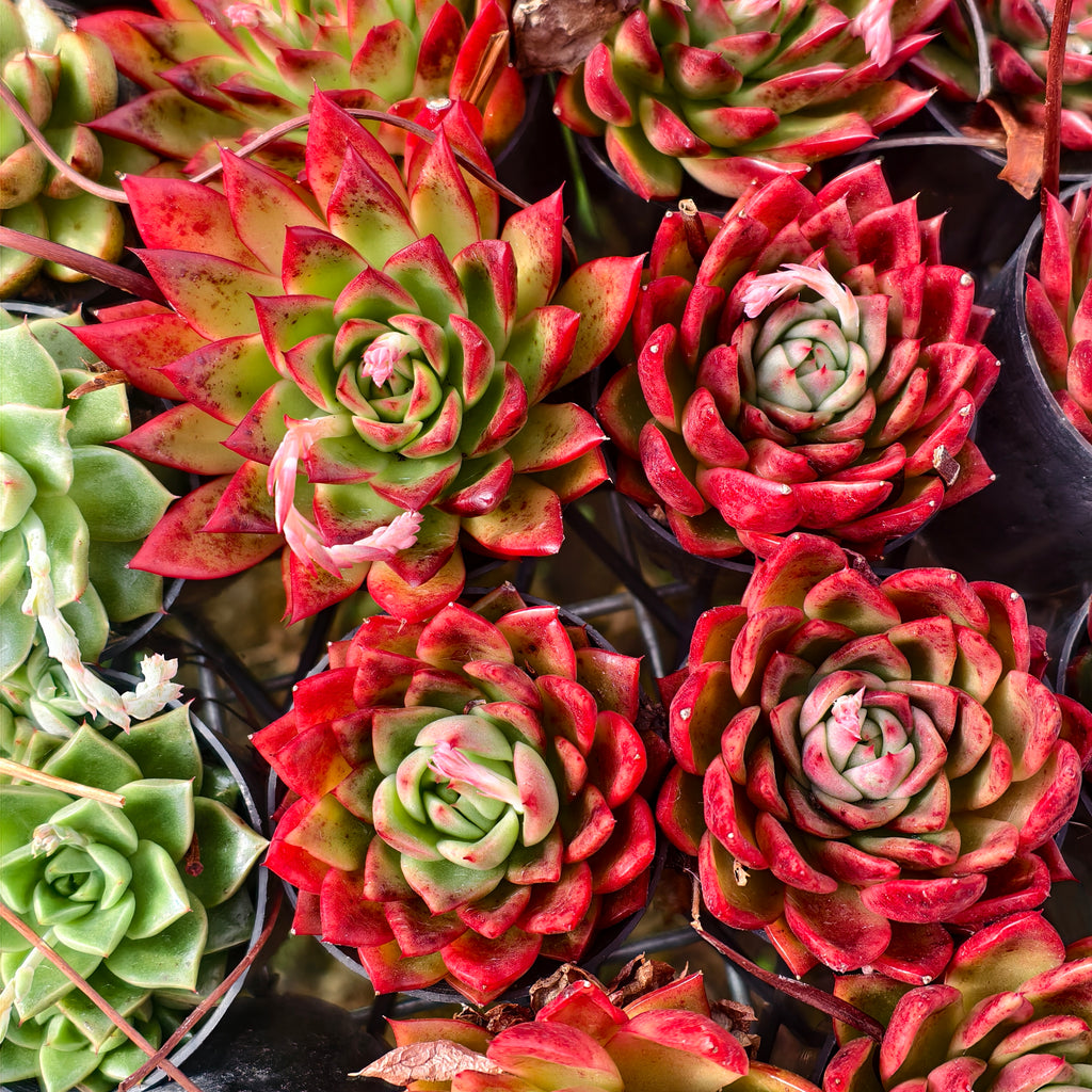 [PACK of 10 PLANTS] x Echeveria Hong-ye (KRF)