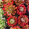 [PACK of 10 PLANTS] x Echeveria Hong-ye (KRF)