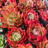 [PACK of 10 PLANTS] x Echeveria Hong-ye (KRF)
