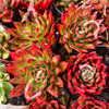 [PACK of 10 PLANTS] x Echeveria Hong-ye (KRF)