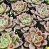 [PACK of 10 PLANTS] x Echeveria 'Another Time'