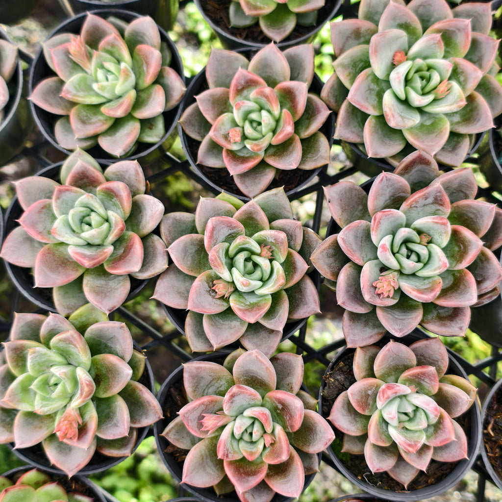 [PACK of 10 PLANTS] x Echeveria 'Another Time'