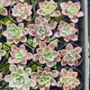 [PACK of 10 PLANTS] x Echeveria 'Another Time'