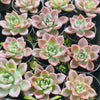 [PACK of 10 PLANTS] x Echeveria 'Another Time'