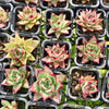 [PACK of 10 PLANTS] x Echeveria Romeo Rubin x Ebony