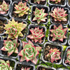 [PACK of 10 PLANTS] x Echeveria Romeo Rubin x Ebony