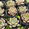 [PACK of 10 PLANTS] x Echeveria Beris