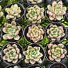 [PACK of 10 PLANTS] x Echeveria Beris