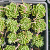 [PACK of 10 PLANTS] x Echeveria 'Dream Queen'(KRF)(w/pup)