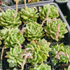 [PACK of 10 PLANTS] x Echeveria 'Dream Queen'(KRF)(w/pup)