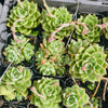 [PACK of 10 PLANTS] x Echeveria 'Dream Queen'(KRF)(w/pup)