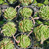 [PACK of 10 PLANTS] x Echeveria 'Dream Queen'(KRF)(w/pup)