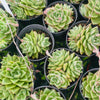 [PACK of 10 PLANTS] x Echeveria 'Dream Queen'(KRF)(w/pup)