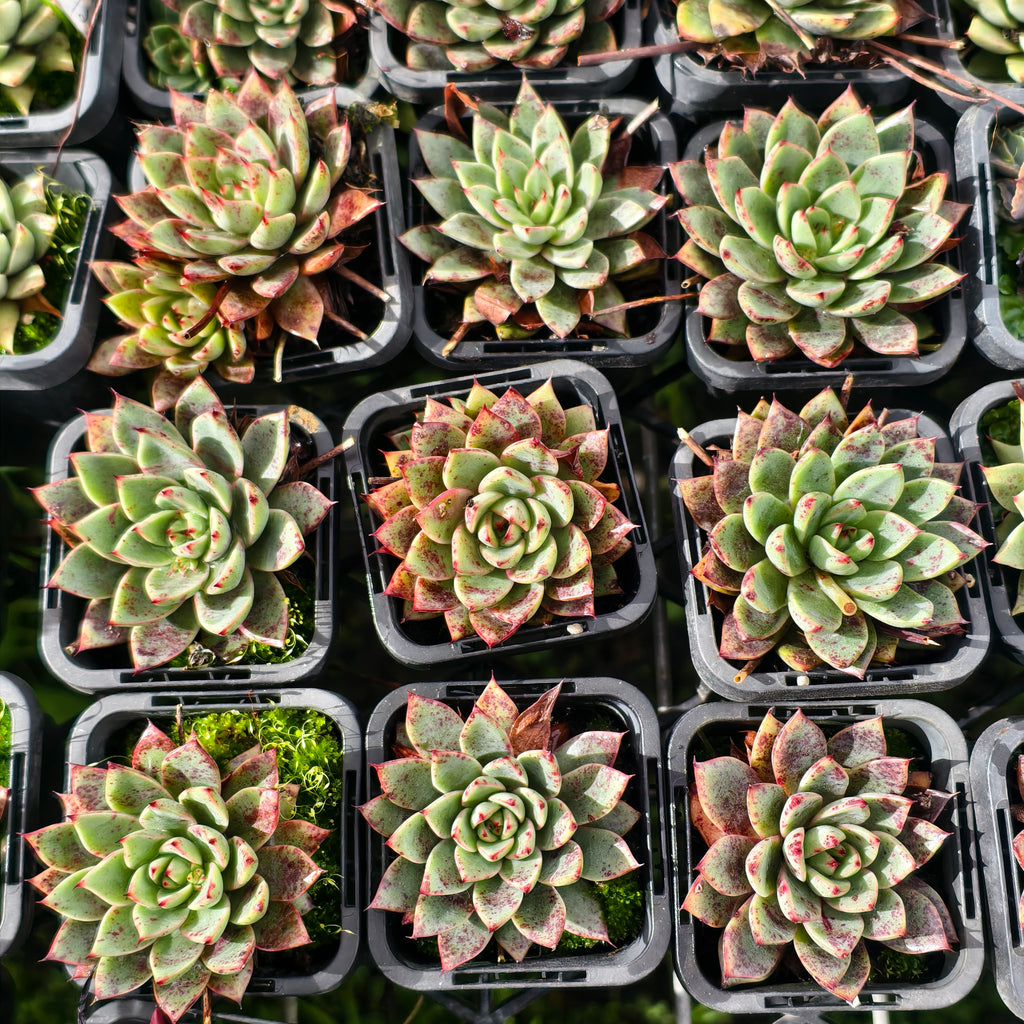 Echeveria Purpusorum x Pubella