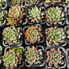 Echeveria Purpusorum x Pubella