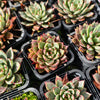 Echeveria Purpusorum x Pubella