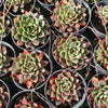 Echeveria Purpusorum x Pubella