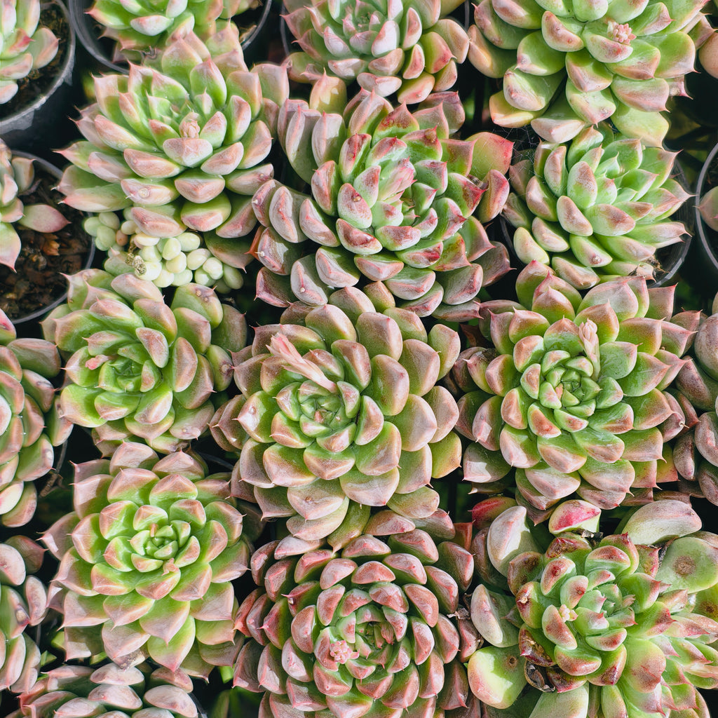 Echeveria 'Galaxy Queen'
