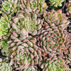 Echeveria 'Galaxy Queen'