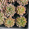 Echeveria 'Galaxy Queen'