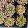 Echeveria 'Galaxy Queen'