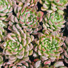 Echeveria 'Galaxy Queen'