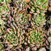 Echeveria 'Galaxy Queen'