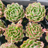 [PACK of 10 PLANTS] x Echeveria agavoides 'Jade Rose'