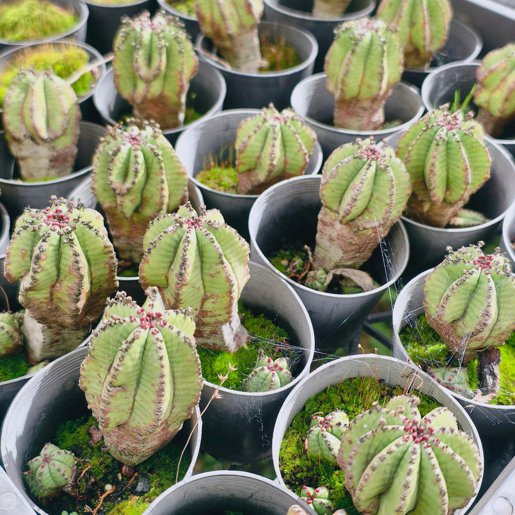 [PACK of 10 PLANTS] x Euphorbia anoplia