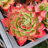 [PACK of 10 PLANTS] x Echeveria obsidian