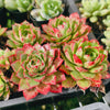 [PACK of 10 PLANTS] x Echeveria obsidian